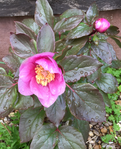 Paeonia mascula ssp russoi Reverchonii